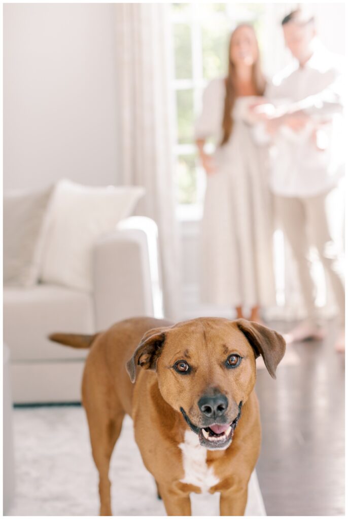 A brown dog looks at the camera. His owners are holding their newborn baby in the background.