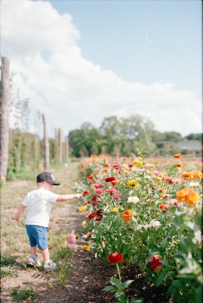 toddler in a field of zinnias