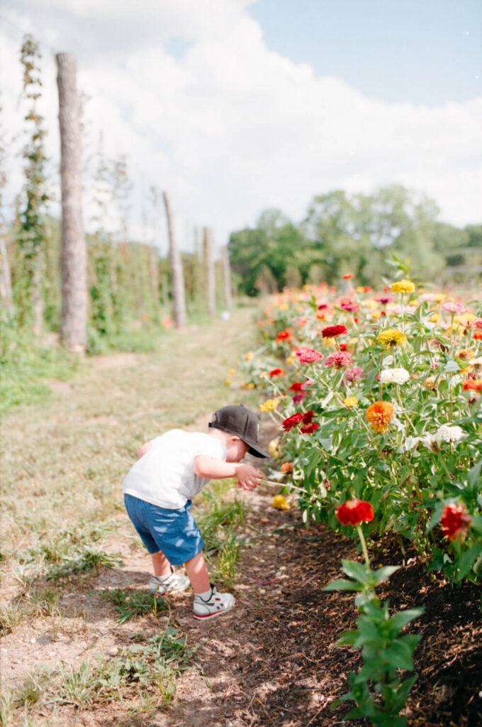 Young child bending down to smell colorful zinnias in a flower field