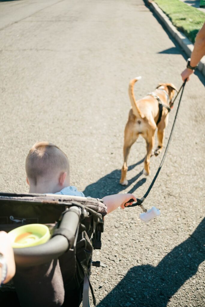 Your August Photo Scavenger Hunt A toddler in a stroller reaching toward a dog on a leash during an evening neighborhood walk.