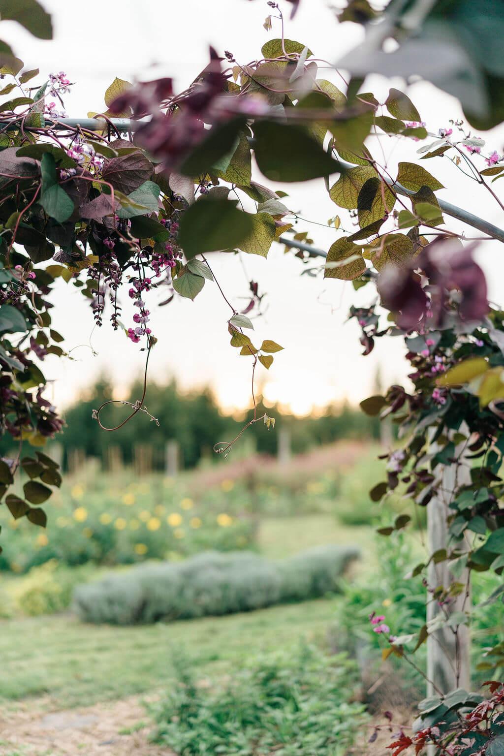 View through an arbor of purple hyacinth bean vines toward rows of flowers at sunset