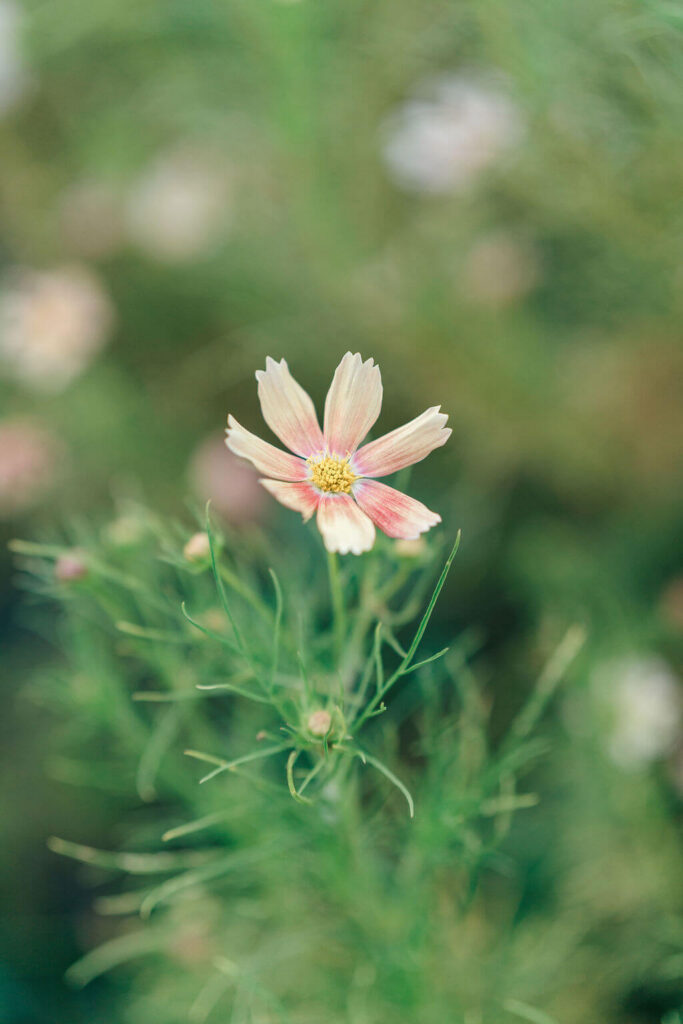 Beautiful Flower Farm Family Photos | Pretty Bird Farm, NJ Delicate cosmos bloom at Pretty Bird Farm in Hunterdon County, NJ