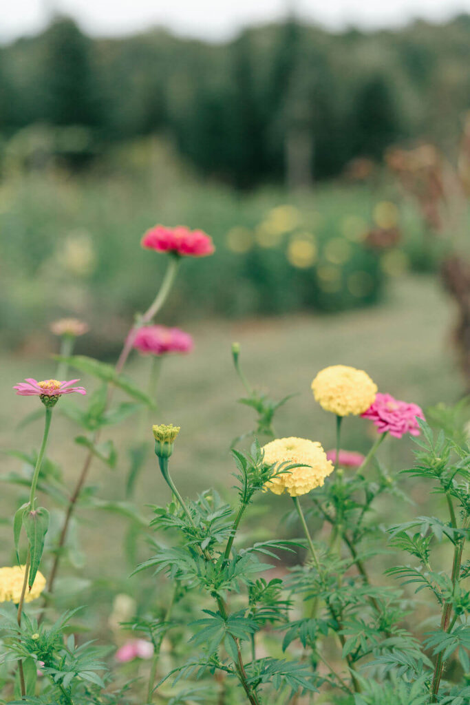 Beautiful Flower Farm Family Photos | Pretty Bird Farm, NJ Colorful zinnias in the foreground with soft garden rows behind them